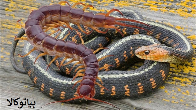 بهترین سم برای مار و هزارپا